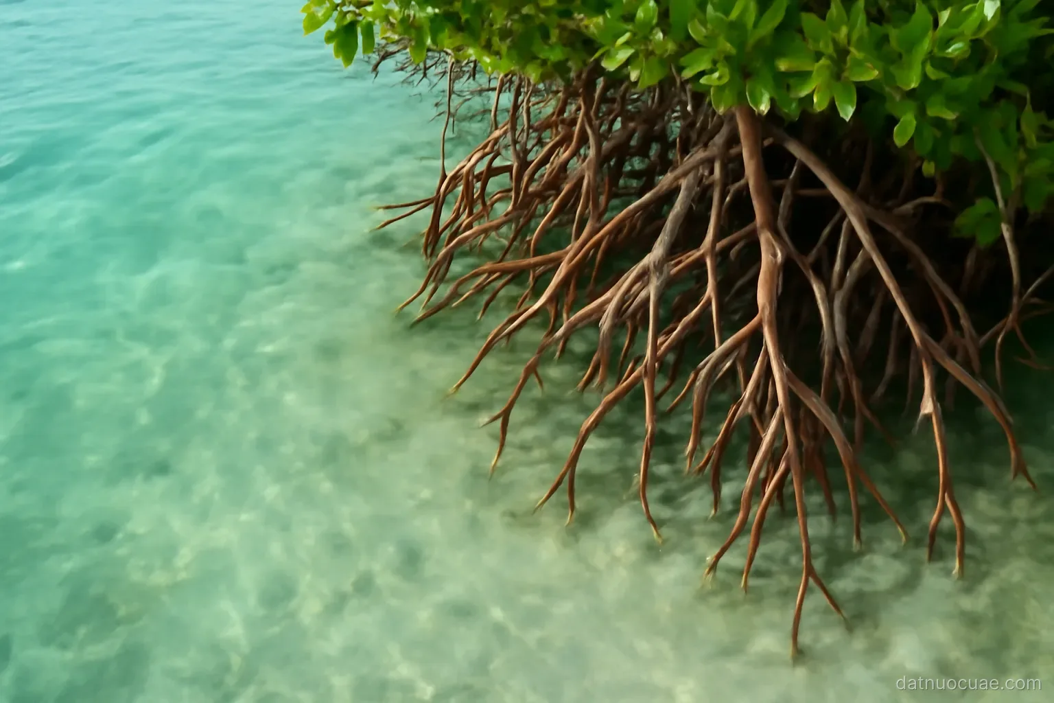 Shallow turquoise coastal water with mangrove roots at the edge, aerial view, no text
